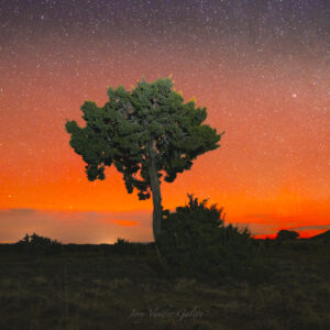Red Glow - Aurora - Tree