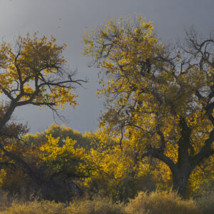 Two Old Cottonwoods