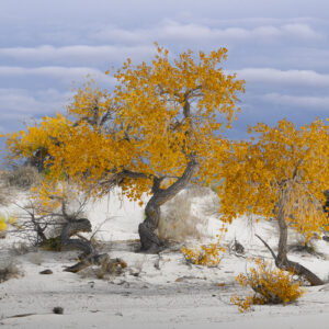 Cottonwood Family - Autumn - White Sands NP