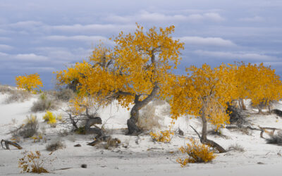 Desert Woodlands