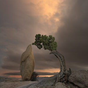 Arched Tree & Penguin Rock