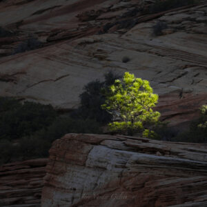 Easter Morning - Tree - Zion NP