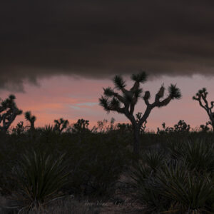 Breaking Storm - Joshua Tree NP