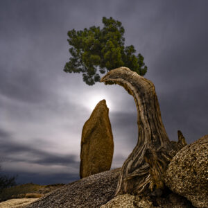Sun Beams - Arched Tree & Penguin Rock