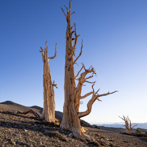 Two Dead Ancient Trees