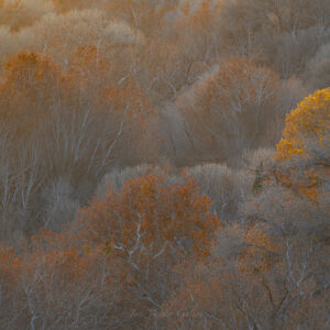 Late Autumn - Sedona AZ