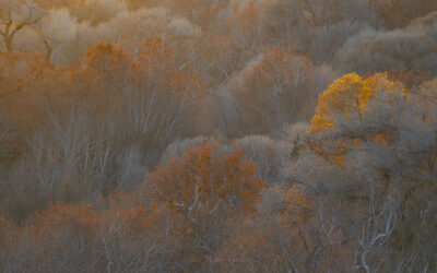 Desert Woodlands