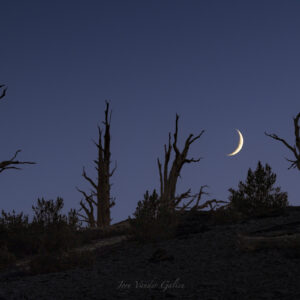 Ancient Dead Trees & Sliver Moon