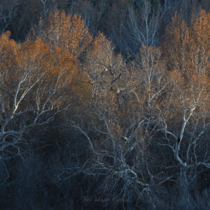 Arizona Sycamores - Autumn