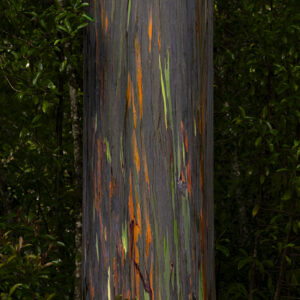 Rainbow Eucalyptus - Maui