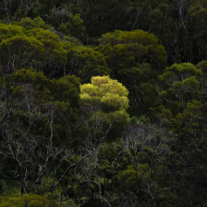 The Yellow Tree - Honolua Bay - Maui