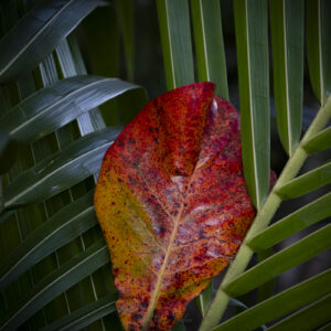 Red Leaf - Pipiwai Trail - Maui