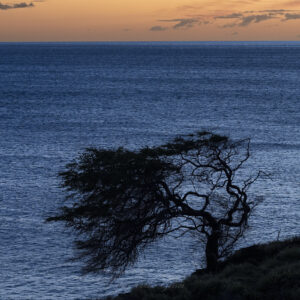 Wind Swept Tree - Sunset - Maui