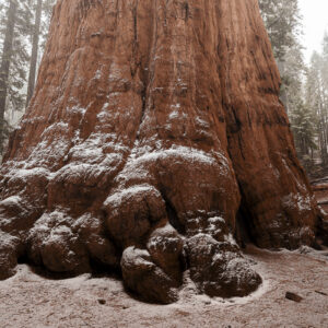 General Sherman & Light Snow